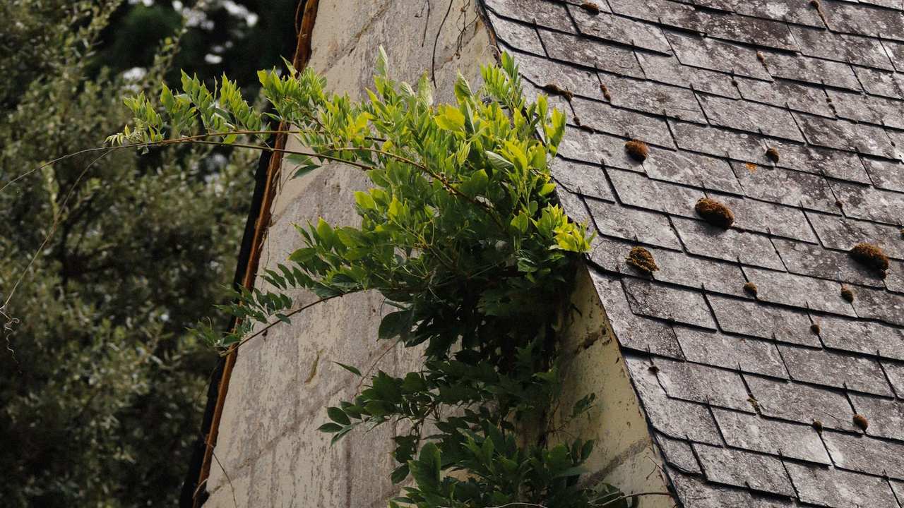 Toitures caractéristiques de la Mayenne