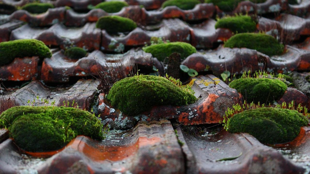 Mousses et lichens installés sur une couverture en tuiles exposée au nord